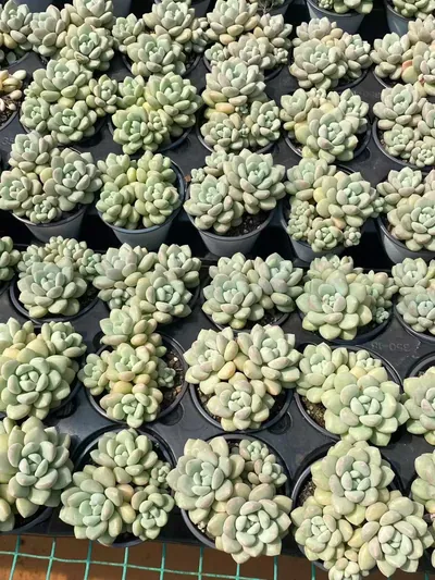Echeveria Bubble Gum Cluster (泡泡糖群) succulent — wholesale bare-root export from Yunnan, China (4 of 5)