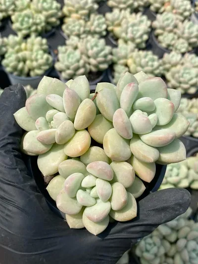 Echeveria Bubble Gum Cluster (泡泡糖群) succulent — wholesale bare-root export from Yunnan, China (3 of 5)