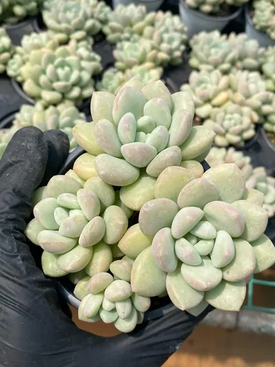 Echeveria Bubble Gum Cluster succulent — wholesale export from Yunnan, China