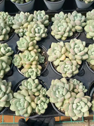 Echeveria Bubble Gum Cluster (泡泡糖群) succulent — wholesale bare-root export from Yunnan, China (5 of 5)