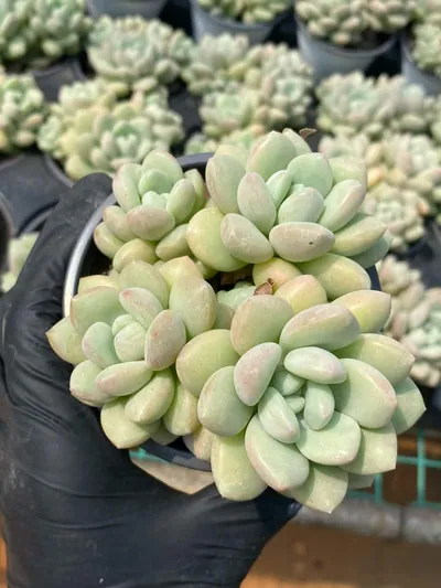 Echeveria Bubble Gum Cluster (泡泡糖群) succulent — wholesale bare-root export from Yunnan, China (2 of 5)