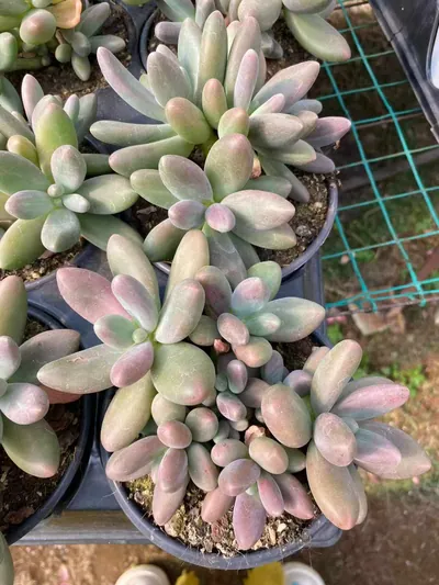 xPachyveria Candy Beauty Cluster (糖果美人群) succulent — wholesale bare-root export from Yunnan, China (5 of 6)