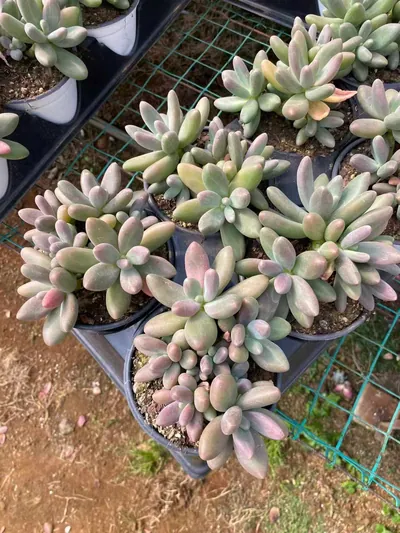 xPachyveria Candy Beauty Cluster (糖果美人群) succulent — wholesale bare-root export from Yunnan, China (6 of 6)