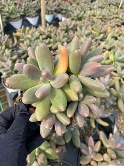 xPachyveria Candy Beauty Cluster (糖果美人群) succulent — wholesale bare-root export from Yunnan, China (3 of 6)