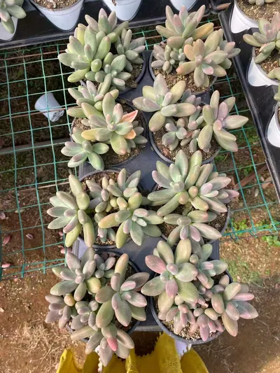 xPachyveria Candy Beauty Cluster (糖果美人群) succulent — wholesale bare-root export from Yunnan, China (4 of 6)