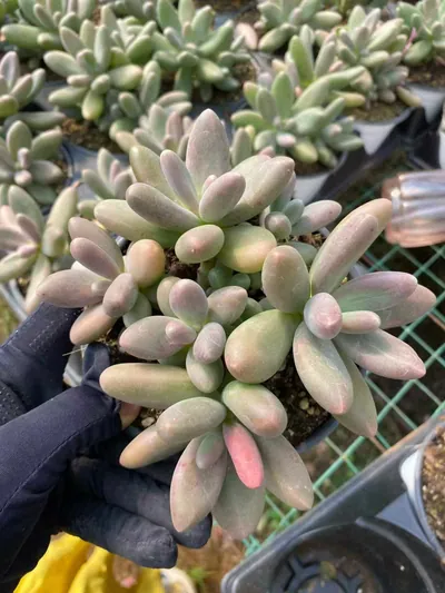 xPachyveria Candy Beauty Cluster (糖果美人群) succulent — wholesale bare-root export from Yunnan, China (2 of 6)