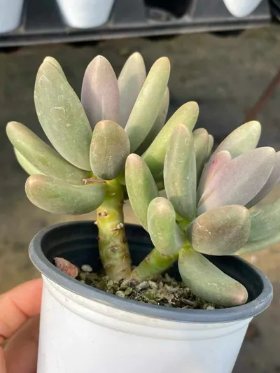 xPachyveria Candy Beauty Twin-head (糖果美人双头) succulent — wholesale bare-root export from Yunnan, China (4 of 4)