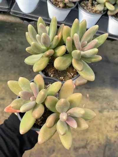xPachyveria Candy Beauty Twin-head (糖果美人双头) succulent — wholesale bare-root export from Yunnan, China (2 of 4)