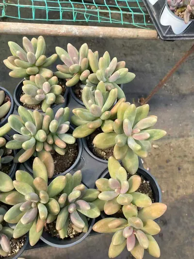 xPachyveria Candy Beauty Twin-head (糖果美人双头) succulent — wholesale bare-root export from Yunnan, China (3 of 4)