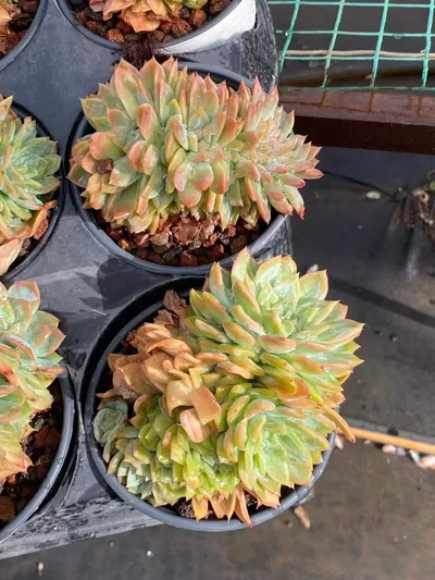 Echeveria Candy Heart Bloom (糖心朵) succulent — wholesale bare-root export from Yunnan, China (5 of 5)