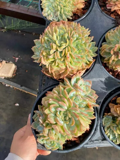 Echeveria Candy Heart Bloom (糖心朵) succulent — wholesale bare-root export from Yunnan, China (4 of 5)