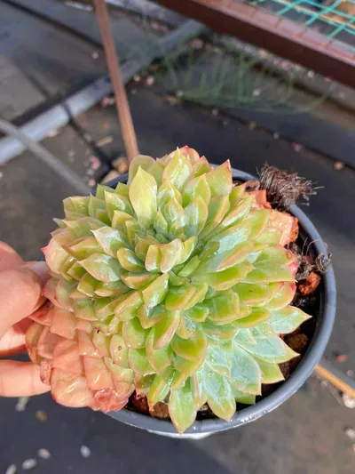 Echeveria Candy Heart Bloom (糖心朵) succulent — wholesale bare-root export from Yunnan, China (3 of 5)