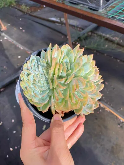 Echeveria Candy Heart Bloom succulent — wholesale export from Yunnan, China