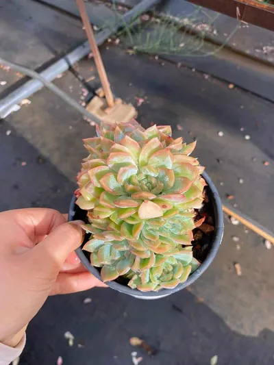 Echeveria Candy Heart Bloom (糖心朵) succulent — wholesale bare-root export from Yunnan, China (2 of 5)