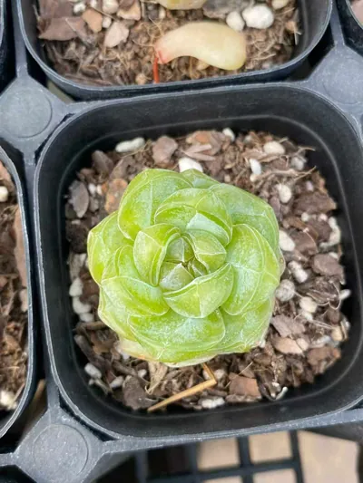 Echeveria Candy Heart Brandy (糖心白兰地) succulent — wholesale bare-root export from Yunnan, China (4 of 4)