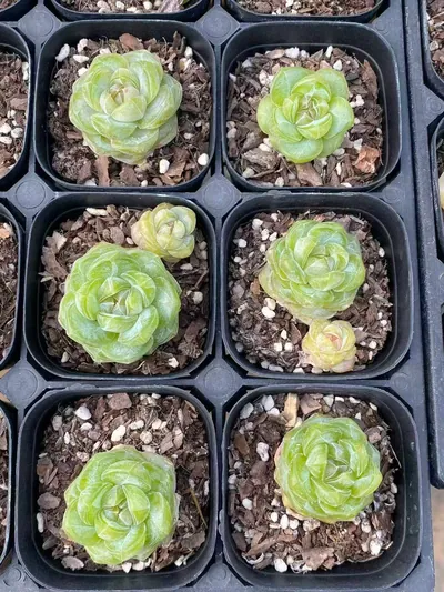 Echeveria Candy Heart Brandy (糖心白兰地) succulent — wholesale bare-root export from Yunnan, China (3 of 4)