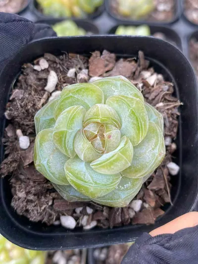 Echeveria Candy Heart Brandy succulent — wholesale export from Yunnan, China