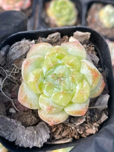 Echeveria Candy Heart Deep Dream succulent — wholesale export from Yunnan, China