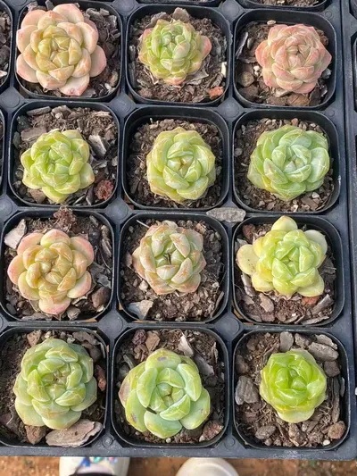 Echeveria Candy Heart Deep Dream (糖心厚梦) succulent — wholesale bare-root export from Yunnan, China (3 of 7)