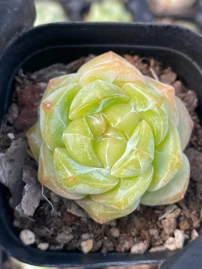 Echeveria Candy Heart Deep Dream (糖心厚梦) succulent — wholesale bare-root export from Yunnan, China (2 of 7)