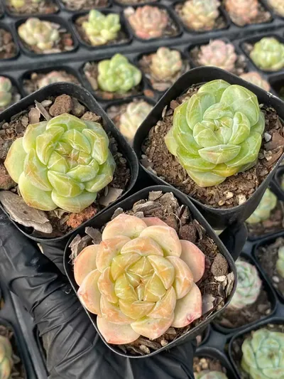 Echeveria Candy Heart Deep Dream (糖心厚梦) succulent — wholesale bare-root export from Yunnan, China (4 of 7)