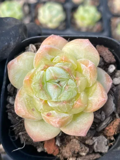 Echeveria Candy Heart Deep Dream (糖心厚梦) succulent — wholesale bare-root export from Yunnan, China (7 of 7)