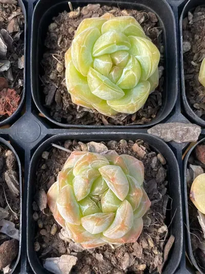 Echeveria Candy Heart Deep Dream (糖心厚梦) succulent — wholesale bare-root export from Yunnan, China (6 of 7)
