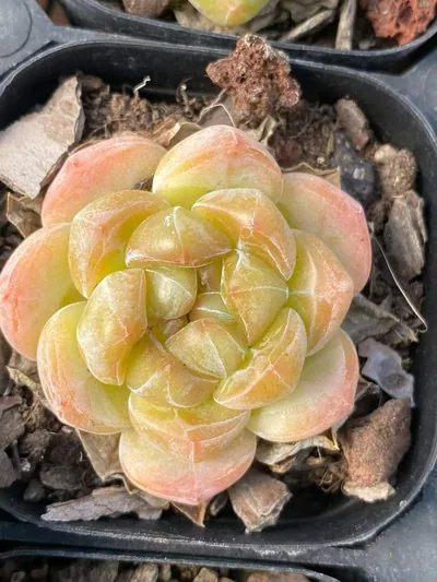 Echeveria Candy Heart Deep Dream (糖心厚梦) succulent — wholesale bare-root export from Yunnan, China (5 of 7)