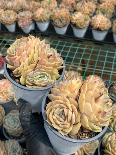 Echeveria Candy Heart Echeveria 'Onslow' Cluster (糖心昂斯诺群) succulent — wholesale bare-root export from Yunnan, China (4 of 4)