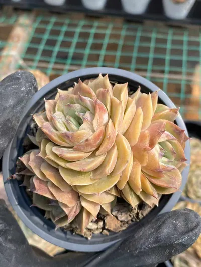 Echeveria Candy Heart Echeveria 'Onslow' Cluster (糖心昂斯诺群) succulent — wholesale bare-root export from Yunnan, China (2 of 4)