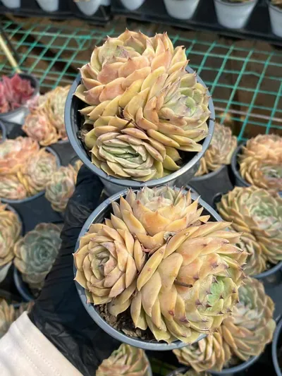 Echeveria Candy Heart Echeveria 'Onslow' Cluster (糖心昂斯诺群) succulent — wholesale bare-root export from Yunnan, China (3 of 4)
