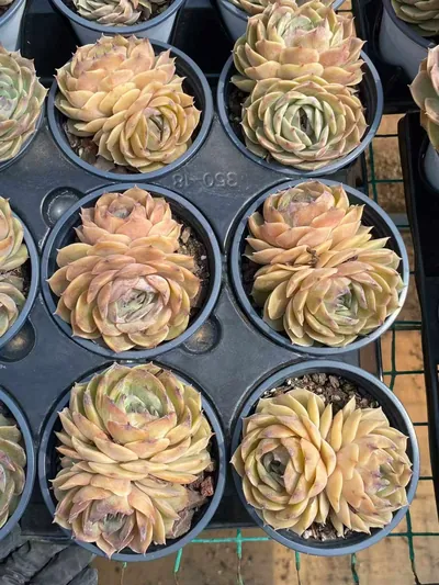 Echeveria Candy Heart Echeveria 'Onslow' Twin-head (糖心昂斯诺双头) succulent — wholesale bare-root export from Yunnan, China (4 of 4)
