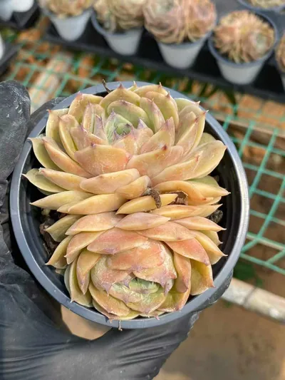 Echeveria Candy Heart Echeveria 'Onslow' Twin-head (糖心昂斯诺双头) succulent — wholesale bare-root export from Yunnan, China (3 of 4)