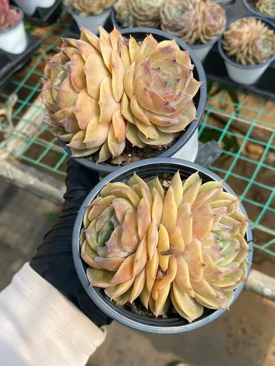 Echeveria Candy Heart Echeveria 'Onslow' Twin-head (糖心昂斯诺双头) succulent — wholesale bare-root export from Yunnan, China (2 of 4)