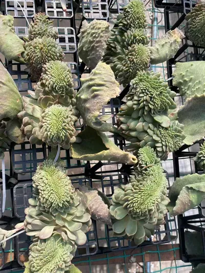 Echeveria Candy Heart Jenny Crested (糖心珍妮缀) succulent — wholesale bare-root export from Yunnan, China (3 of 4)