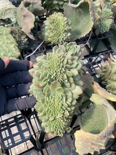 Echeveria Candy Heart Jenny Crested (糖心珍妮缀) succulent — wholesale bare-root export from Yunnan, China (2 of 4)