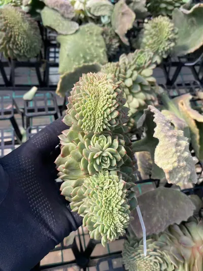 Echeveria Candy Heart Jenny Crested succulent — wholesale export from Yunnan, China
