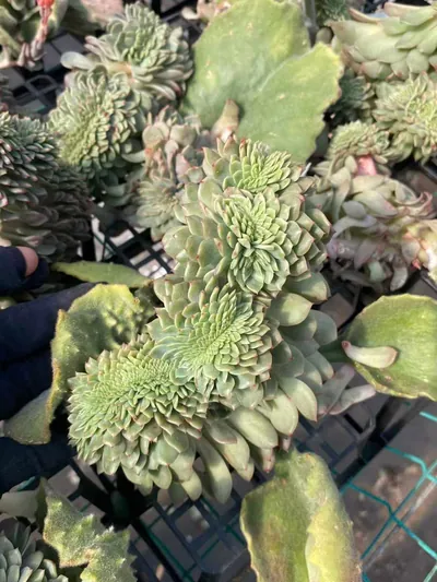 Echeveria Candy Heart Jenny Crested (糖心珍妮缀) succulent — wholesale bare-root export from Yunnan, China (4 of 4)