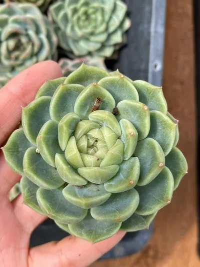 Echeveria Candy Heart Jenny, Large Single (糖心珍妮大单头) succulent — wholesale bare-root export from Yunnan, China (2 of 9)