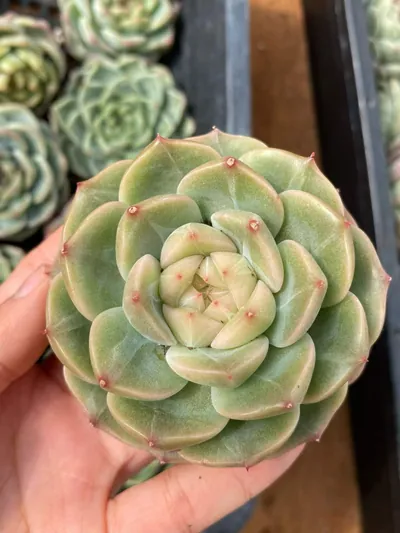 Echeveria Candy Heart Jenny, Large Single (糖心珍妮大单头) succulent — wholesale bare-root export from Yunnan, China (3 of 9)