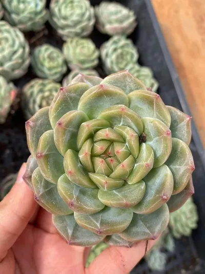 Echeveria Candy Heart Jenny, Large Single succulent — wholesale export from Yunnan, China