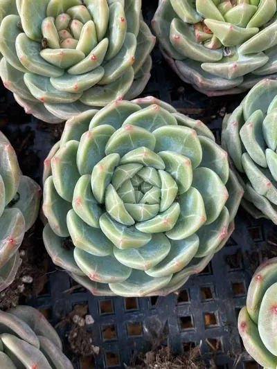 Echeveria Candy Heart Jenny, Large Single (糖心珍妮大单头) succulent — wholesale bare-root export from Yunnan, China (7 of 9)
