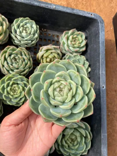 Echeveria Candy Heart Jenny, Large Single (糖心珍妮大单头) succulent — wholesale bare-root export from Yunnan, China (5 of 9)