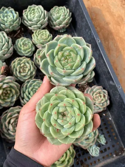 Echeveria Candy Heart Jenny, Large Single (糖心珍妮大单头) succulent — wholesale bare-root export from Yunnan, China (6 of 9)
