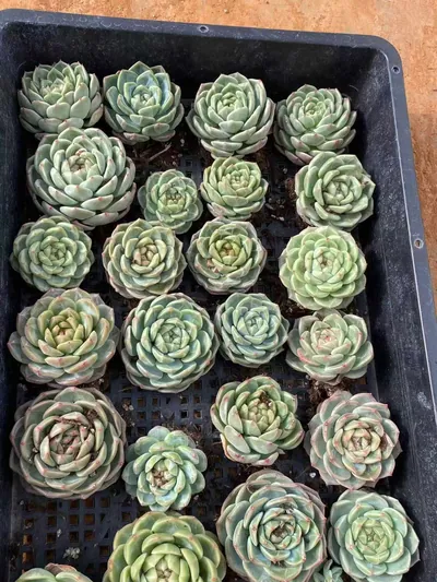 Echeveria Candy Heart Jenny, Large Single (糖心珍妮大单头) succulent — wholesale bare-root export from Yunnan, China (8 of 9)