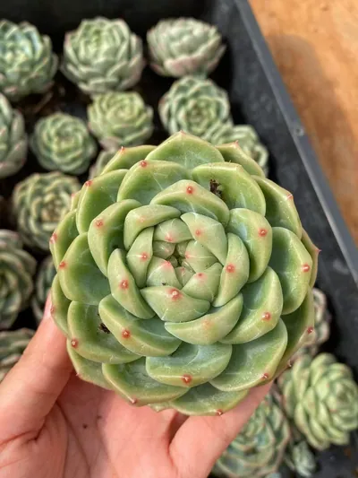 Echeveria Candy Heart Jenny, Large Single (糖心珍妮大单头) succulent — wholesale bare-root export from Yunnan, China (4 of 9)
