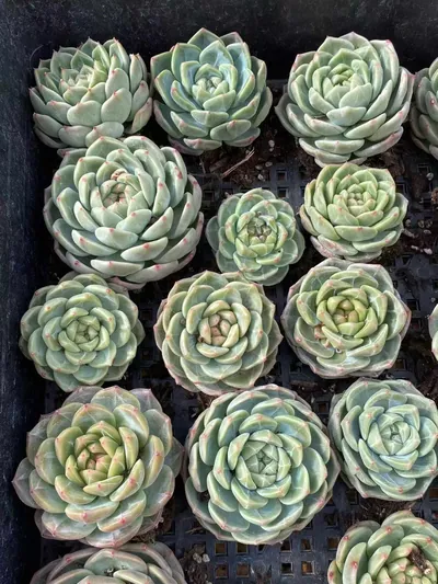 Echeveria Candy Heart Jenny, Large Single (糖心珍妮大单头) succulent — wholesale bare-root export from Yunnan, China (9 of 9)