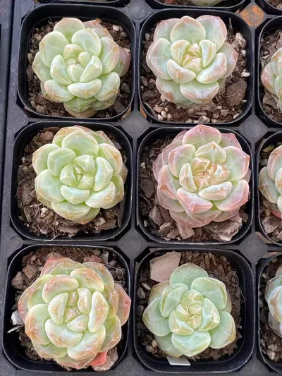 Echeveria Candy Heart Select Deep Dream (糖心优选厚梦) succulent — wholesale bare-root export from Yunnan, China (5 of 6)