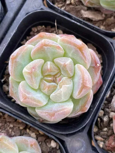 Echeveria Candy Heart Select Deep Dream succulent — wholesale export from Yunnan, China