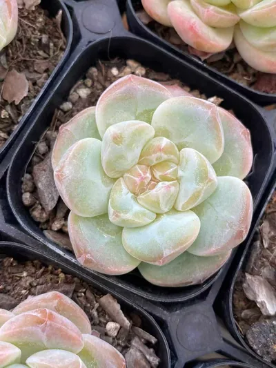 Echeveria Candy Heart Select Deep Dream (糖心优选厚梦) succulent — wholesale bare-root export from Yunnan, China (3 of 6)